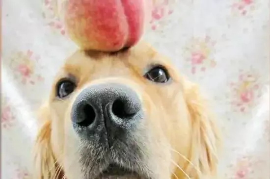 Can dogs eat peaches? What are the substances in peaches that are good for dogs?