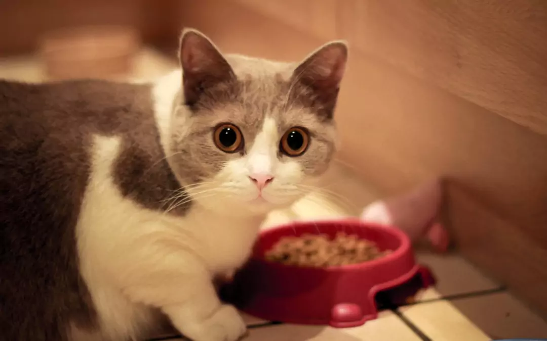 Can cats eat dog food? The dangers of long-term dog food use for cats