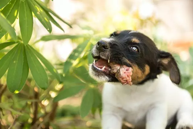 Can dogs eat raw chicken? Feeding dogs raw chicken will paralyze them?