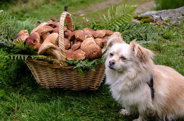 Are mushrooms toxic to dogs? What are the symptoms of accidental mushroom ingestion