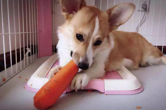 Can dogs eat raw carrots?