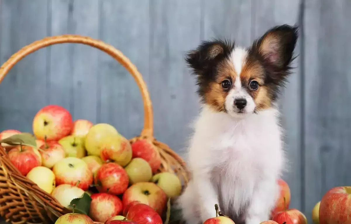 Are apples good for dogs? What are the benefits of eating apples for dogs?