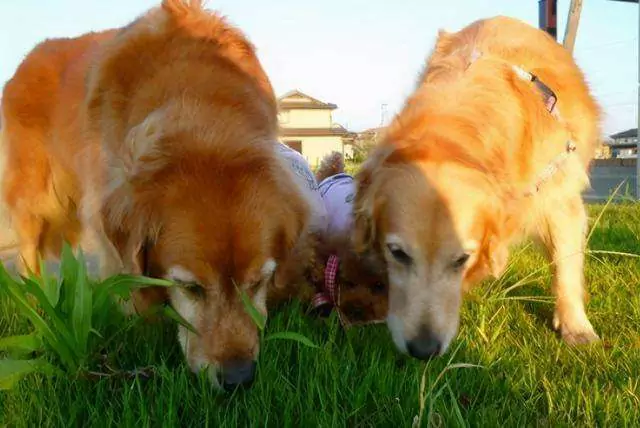 Can dogs eat grass? Why do dogs love to eat grass