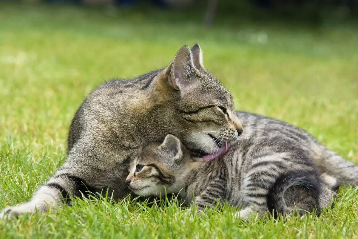 Why do cats groom each other?