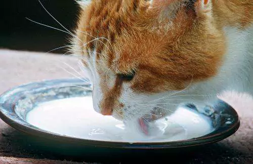 Can cats drink milk? How to choose cat milk powder