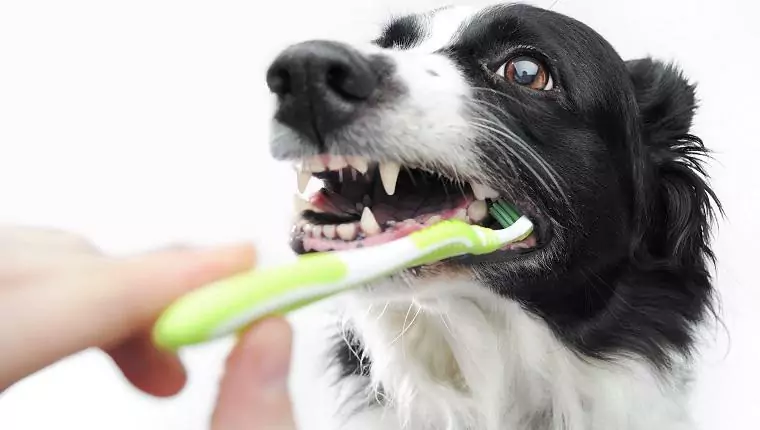 How to clean your dog's teeth? These 7 ways can help you clean his teeth