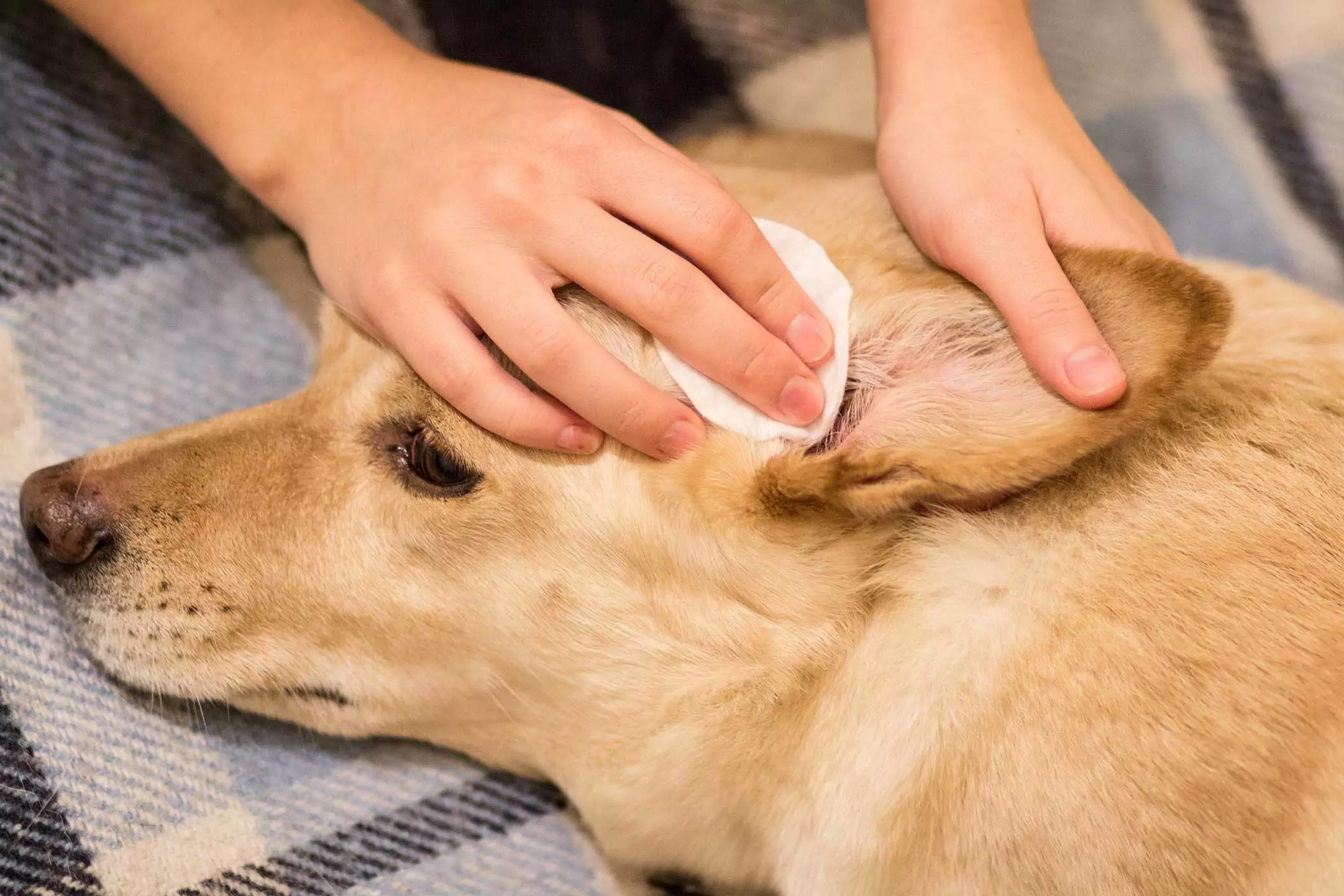 How to clean your dog's ears? So how do you properly clean your dog's ear canal?