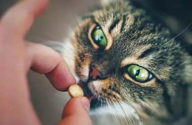 How to give medication to cats? How to give medication to cats easily