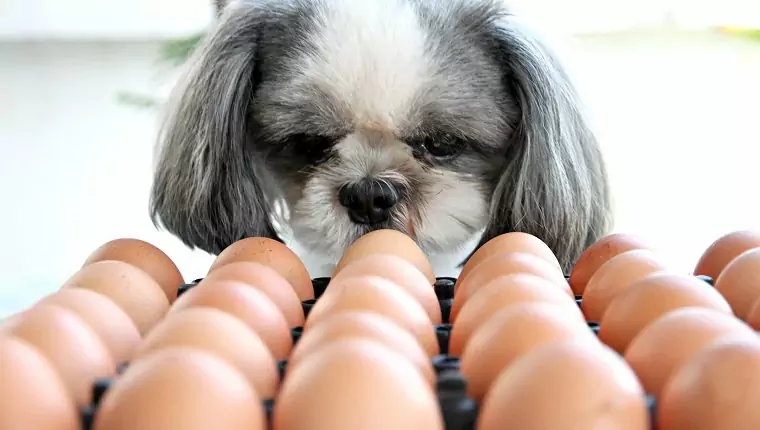 Can dogs eat eggs? Can dogs eat egg whites? What are the benefits of eggs for dogs?