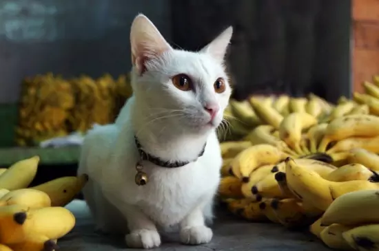 Can cats eat bananas? The vitamins contained in bananas