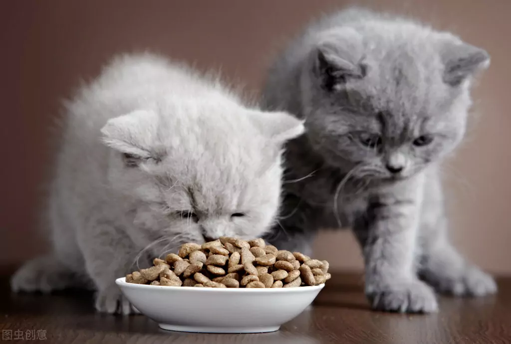 Why does my cat vomit undigested food? Causes of vomiting in cats