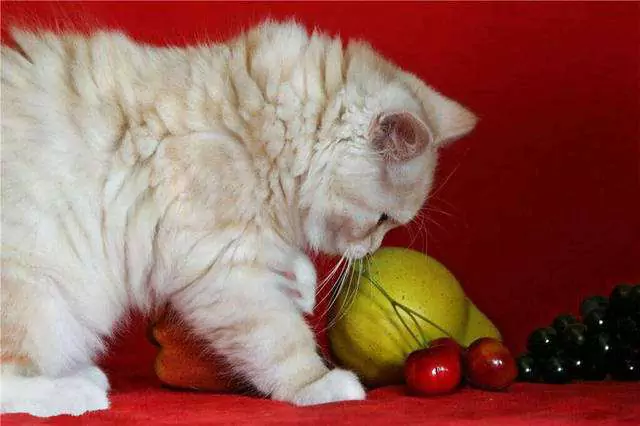 Can cats eat grapes? Why can't cats eat grapes?