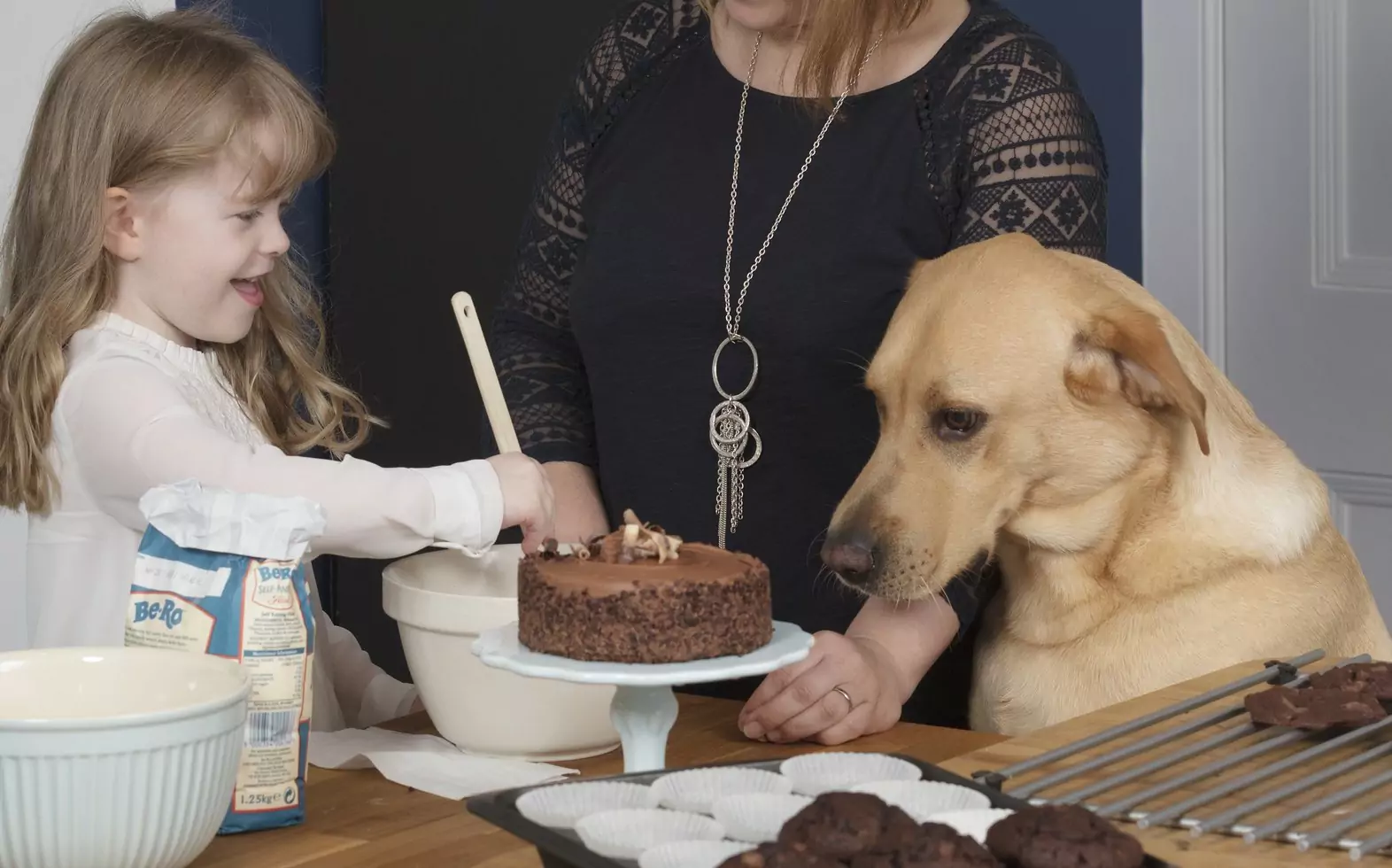 Is chocolate bad for dogs? Reasons why dogs should not eat chocolate