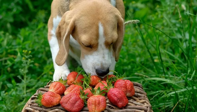 Are strawberries good for dogs? What are the benefits of strawberries for dogs? Can puppies eat strawberries?