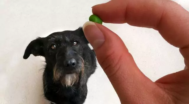 Can dogs eat green beans? Points to note when giving green beans to dogs