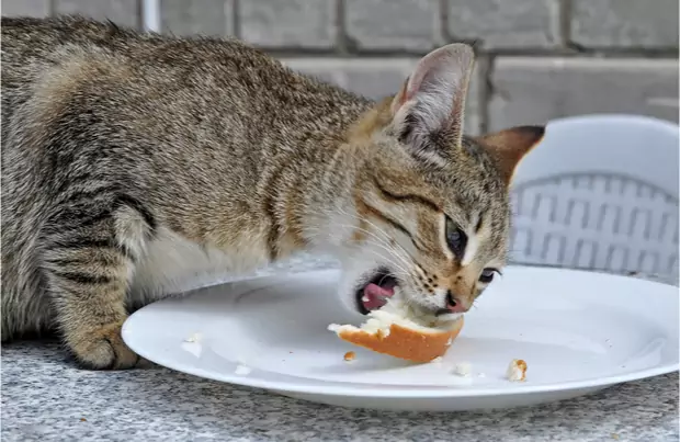 Can cats eat bread? Why do cats love bread?