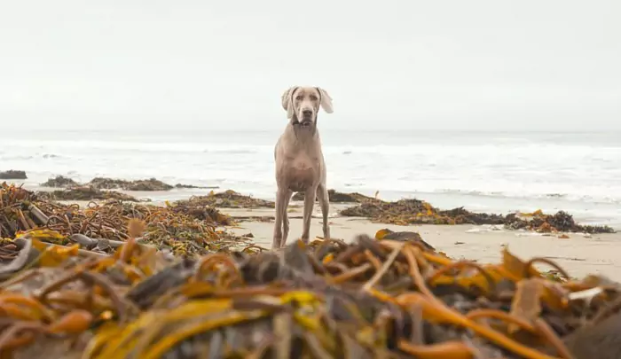 Can dogs eat seaweed? What is the difference between kelp and seaweed?