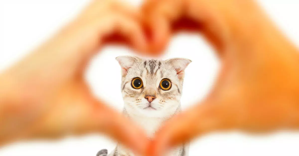 Do cats love their owners? How cats love you
