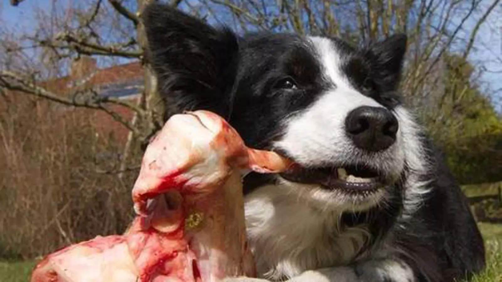 Can dogs eat raw beef? The benefits and drawbacks of beef for dogs