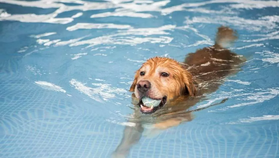 Do all dogs know how to swim?