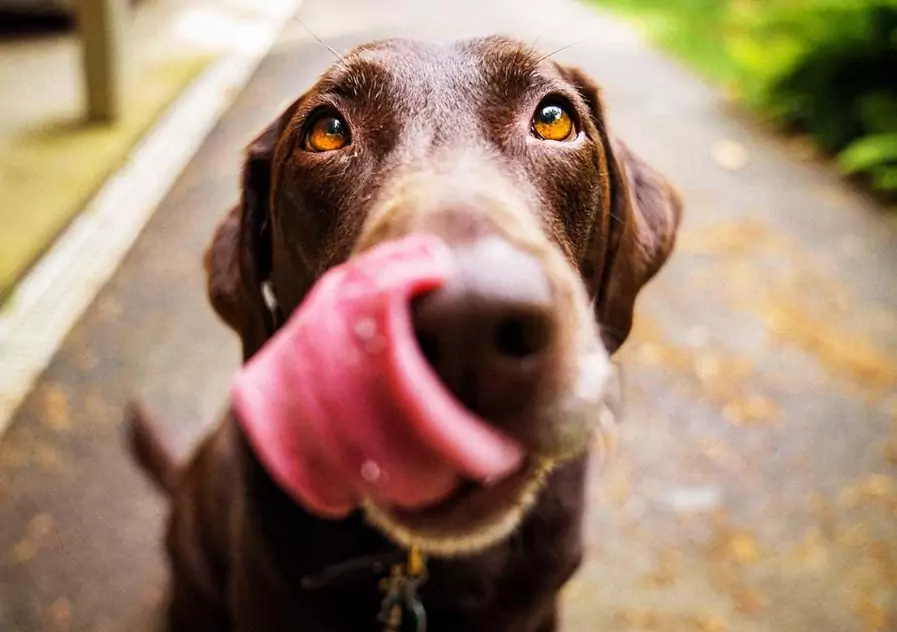 Can dogs eat papaya? There are several considerations as to whether papaya is safe for dogs