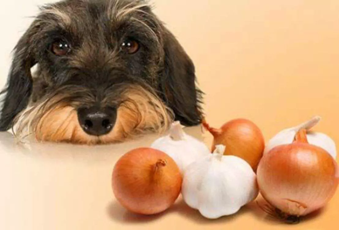 Can dogs eat onions? Why are onions toxic to dogs