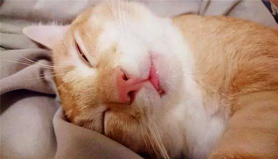 Do cats snore? Is it normal for cats to snore in their sleep