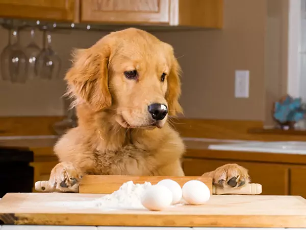 Are eggs good for dogs? What are the benefits of eggs for dogs?