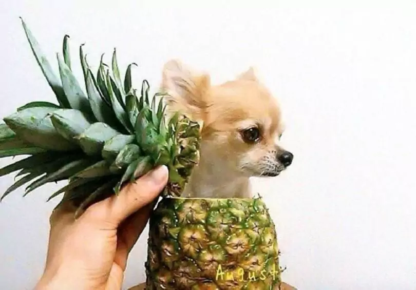 Is pineapple bad for dogs?