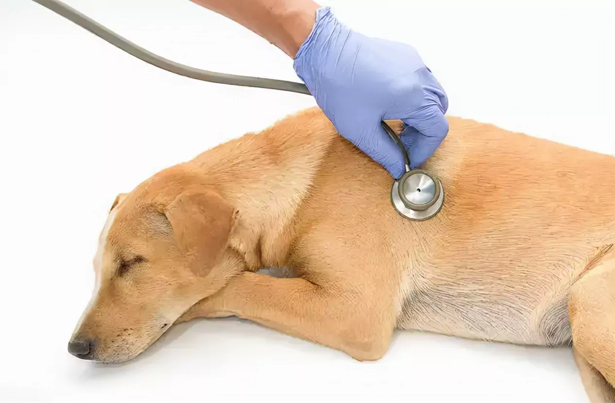 What causes heart disease in dogs