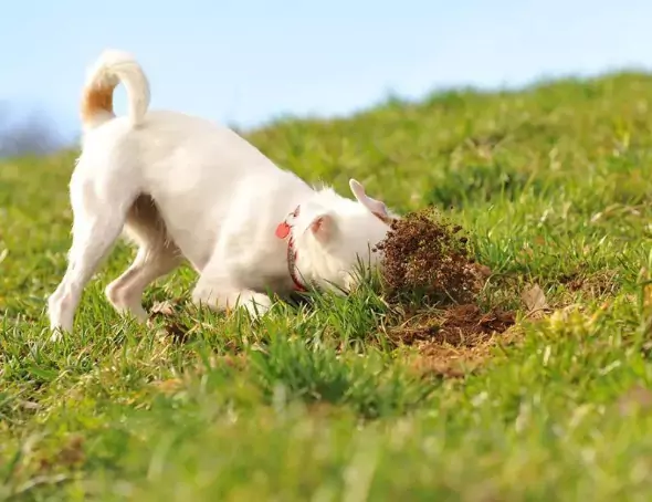 Why does my dog eat dirt? Top 5 reasons why dogs eat dirt?