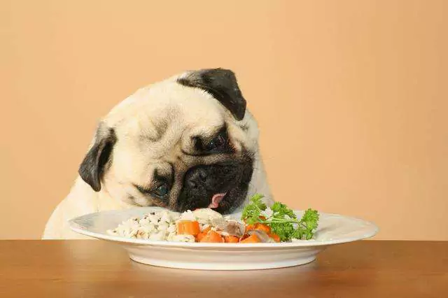 Can dogs eat rice? Is it okay for dogs to eat rice regularly?