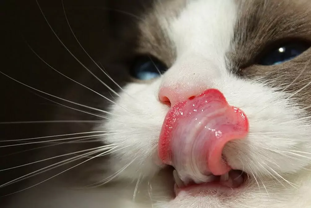 Why is the cat's tongue rough?