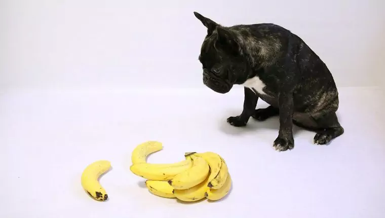Are bananas good for dogs? Why can dogs eat bananas?