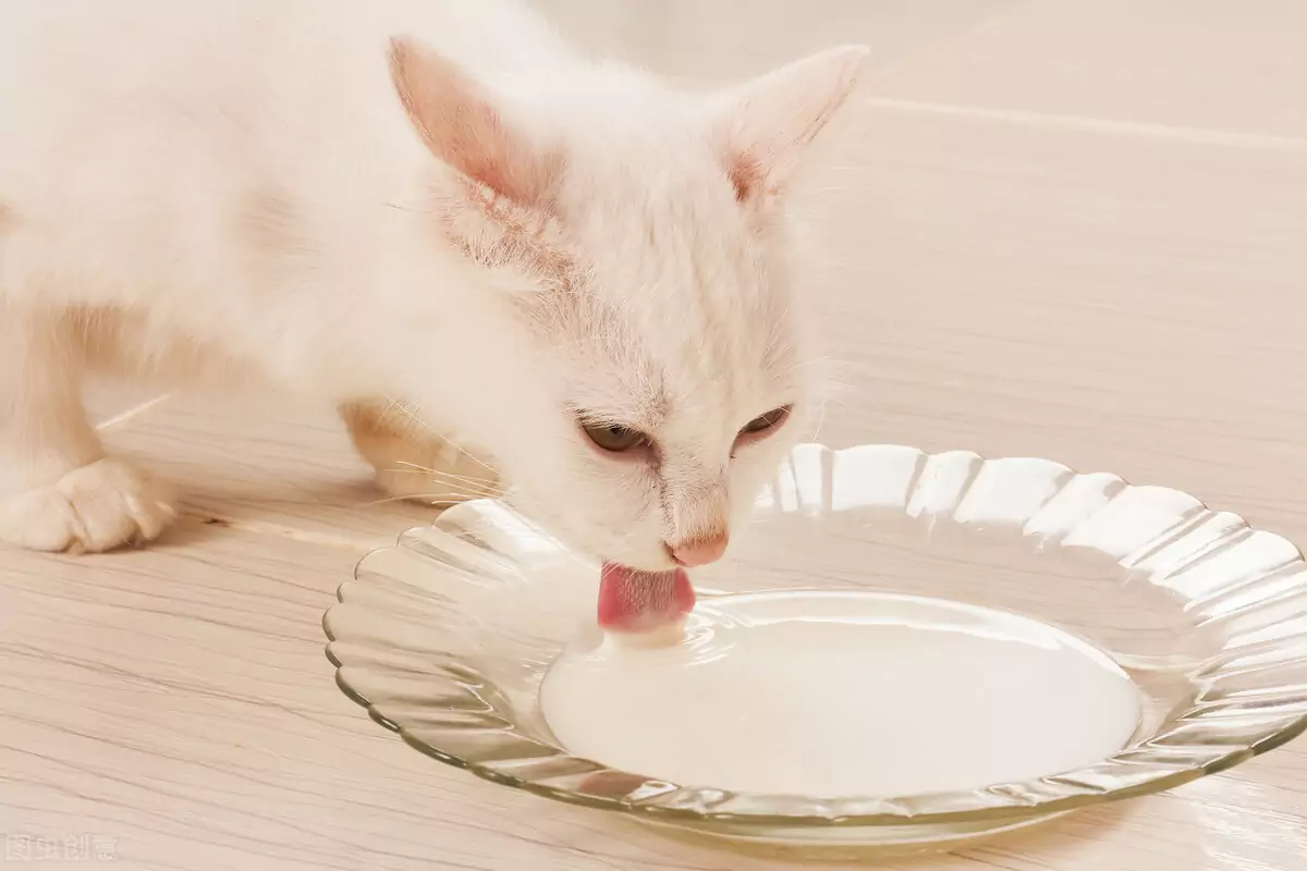 What human food can cats eat? Food that is good for cats?