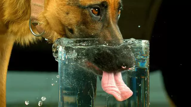 How can I tell if my dog is dehydrated?