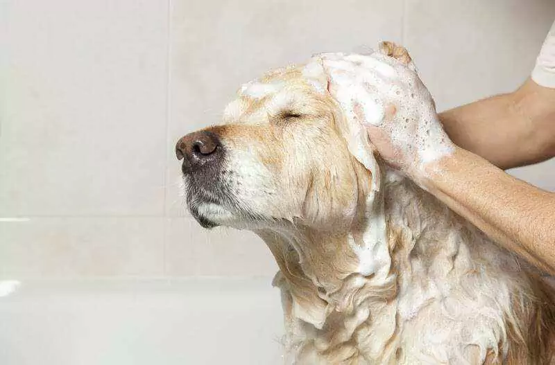 How often should I wash my dog? Having a puppy suggests giving it a bath at home
