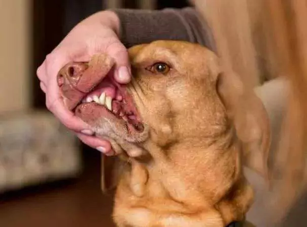 Is a dog's mouth cleaner than a human's? Dogs' mouths need regular cleaning