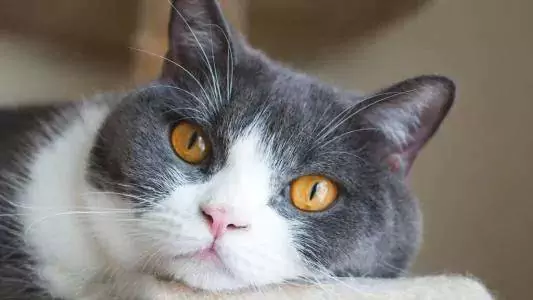 Why do cats sneeze? What are the reasons why cats sneeze?